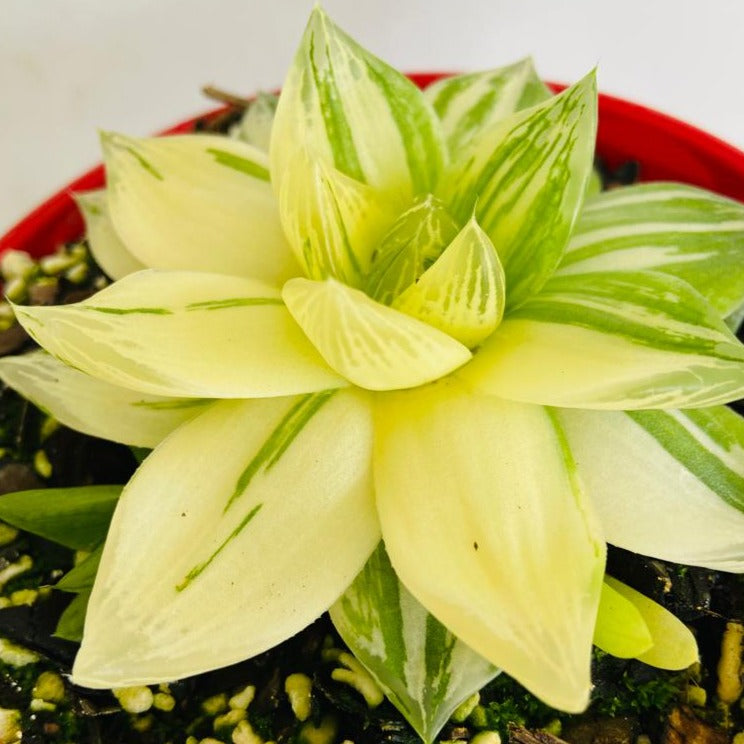 Haworthia Variegated Cymbiformis succulent plant
