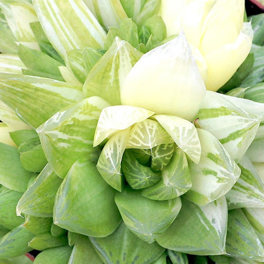 Close-up of variegated Haworthia Cymbiformis leaves