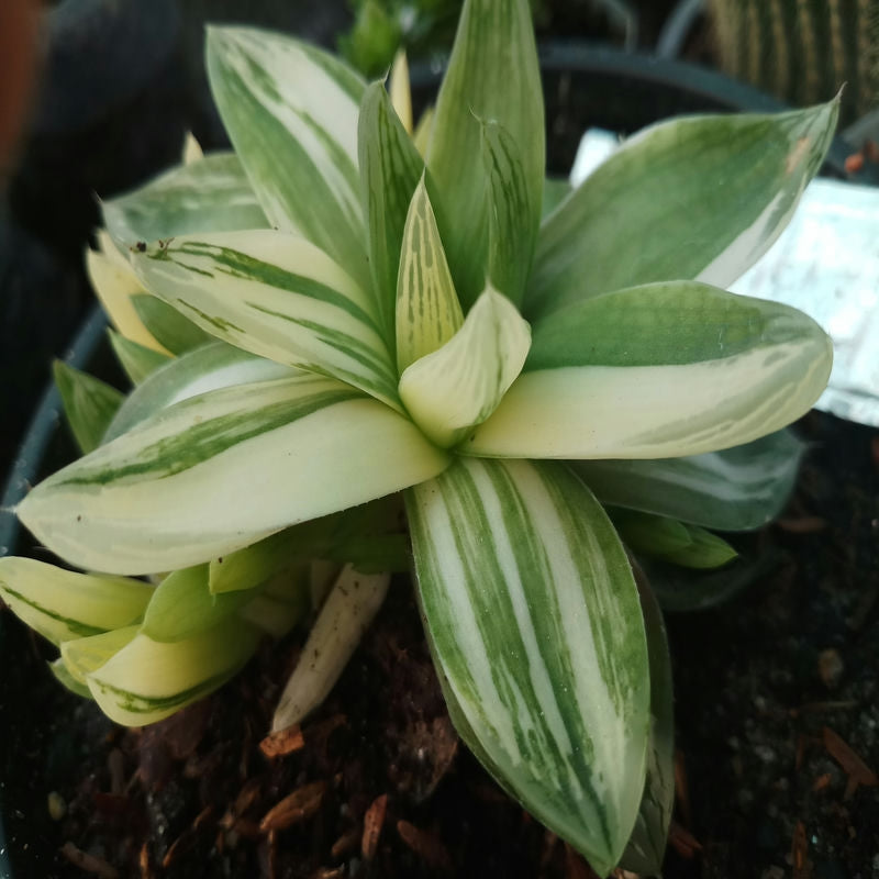 Haworthia Variegated Cymbiformis succulent in pot