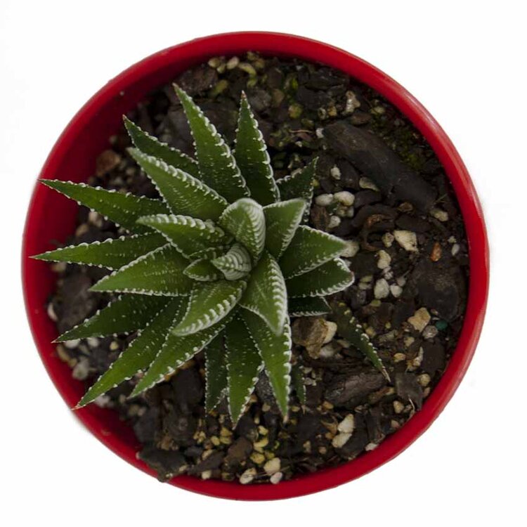 Haworthia Attenuata