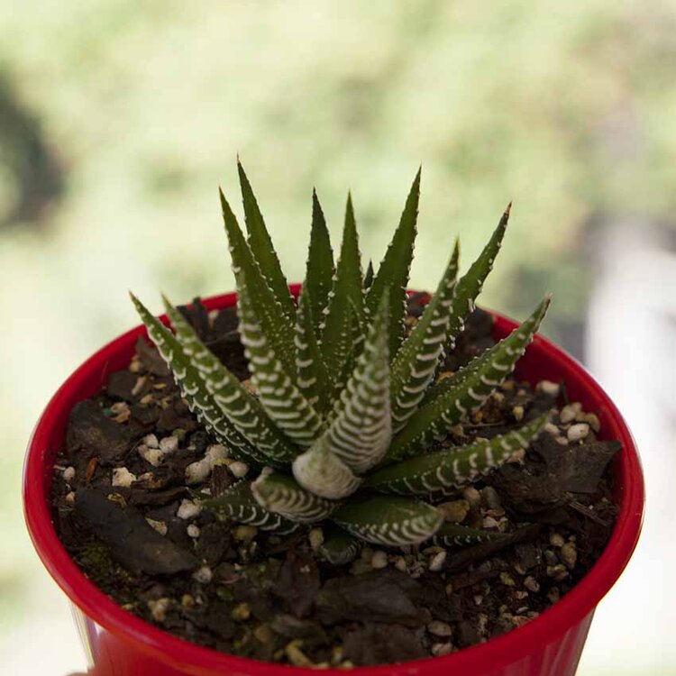 Haworthia Attenuata