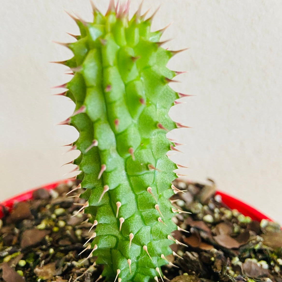 Hoodia gordonii desert succulent with upright ribbed stems