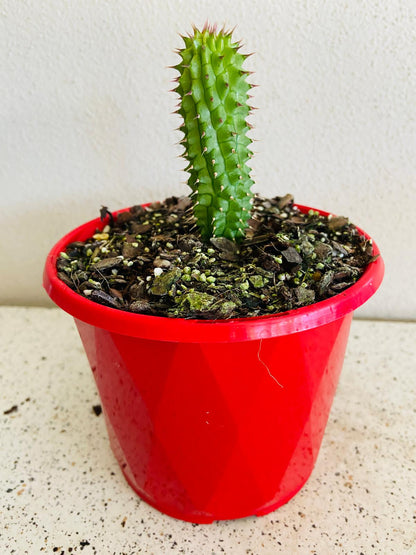 Mature Hoodia gordonii producing a star-shaped flower