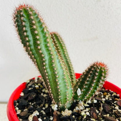 Close-up of hot pink flowers on Peanut Cactus