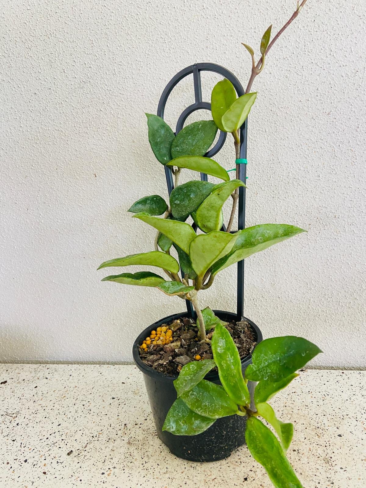 Hoya carnosa ‘Pink’ grown in a 130mm nursery pot with healthy vining growth