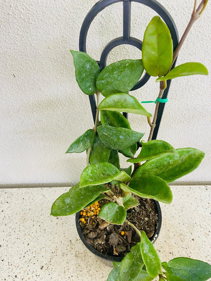 Pink Wax Plant with thick waxy leaves and compact trailing stems