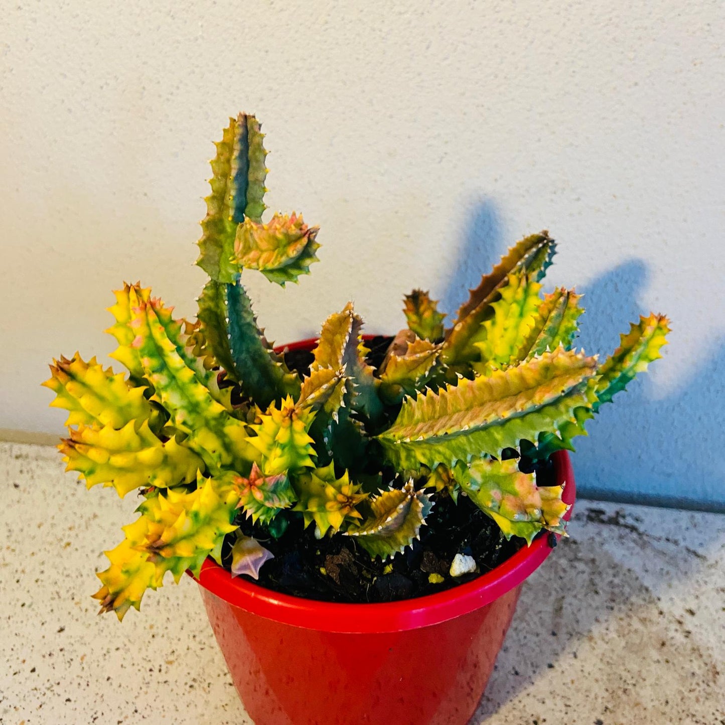Huernia zebrina variegata grown in a 130mm nursery pot with compact spreading growth