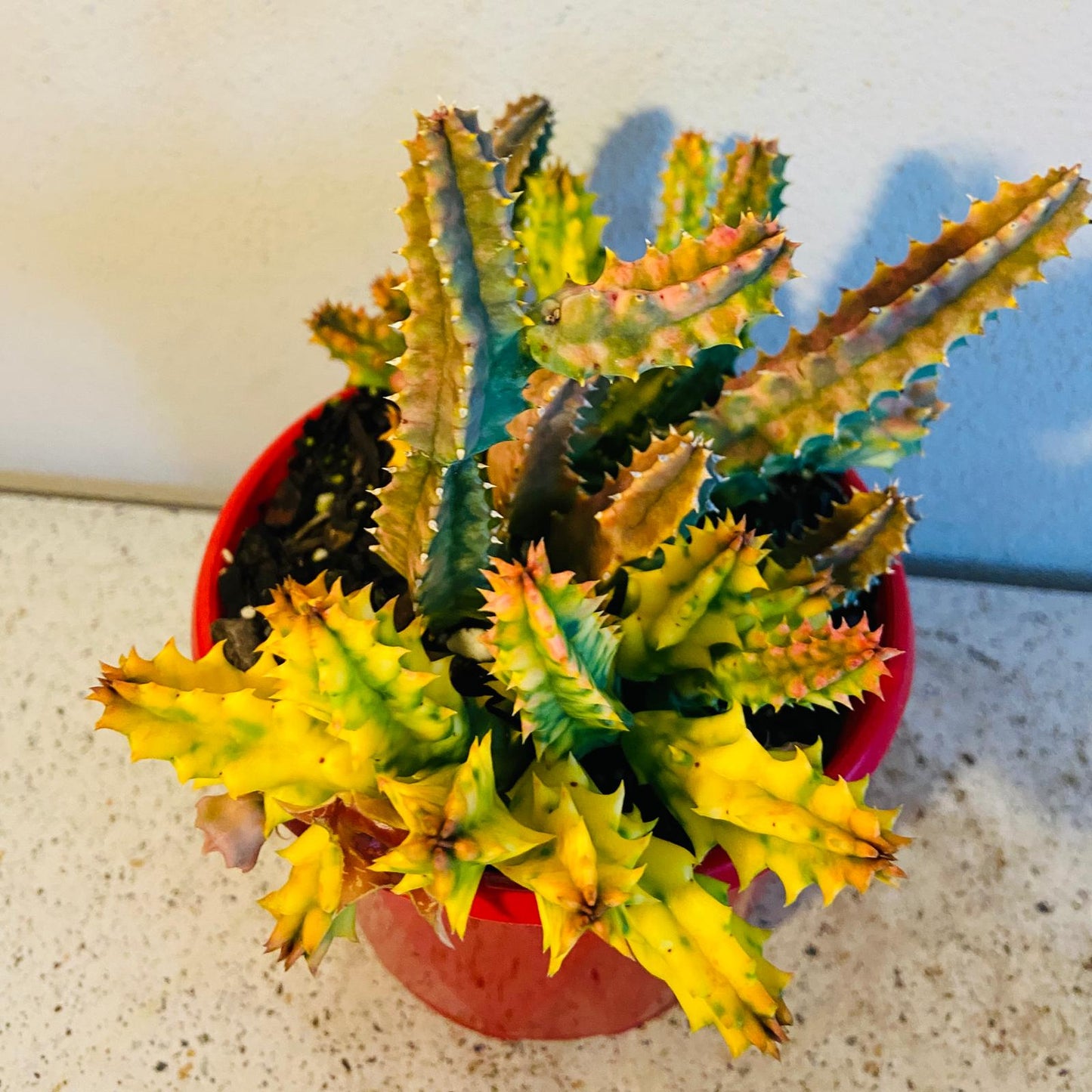 Huernia zebrina variegata plant with marbled green and yellow stems