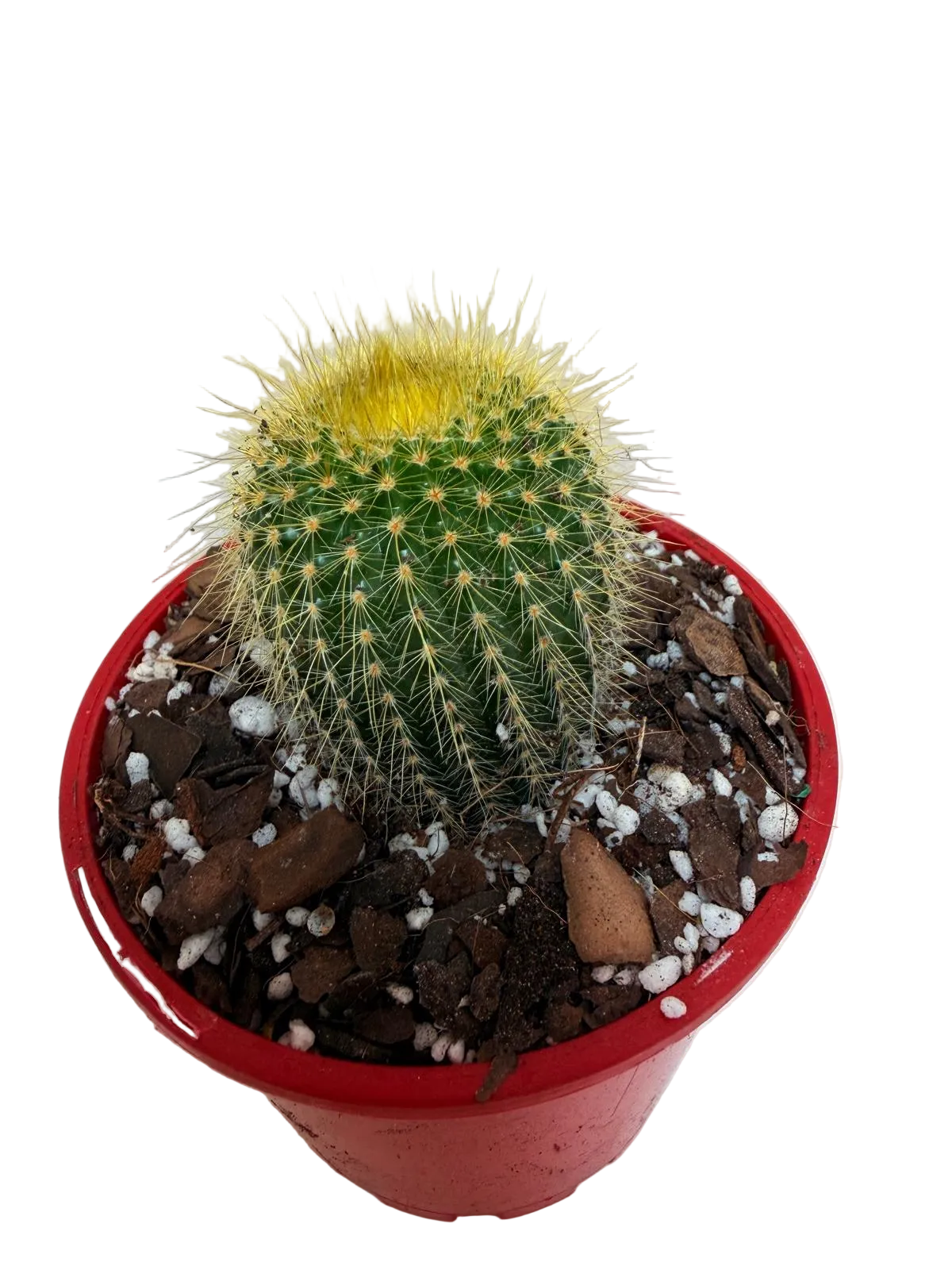 Cacti- Parodia 'Golden Ball Cactus' My Store