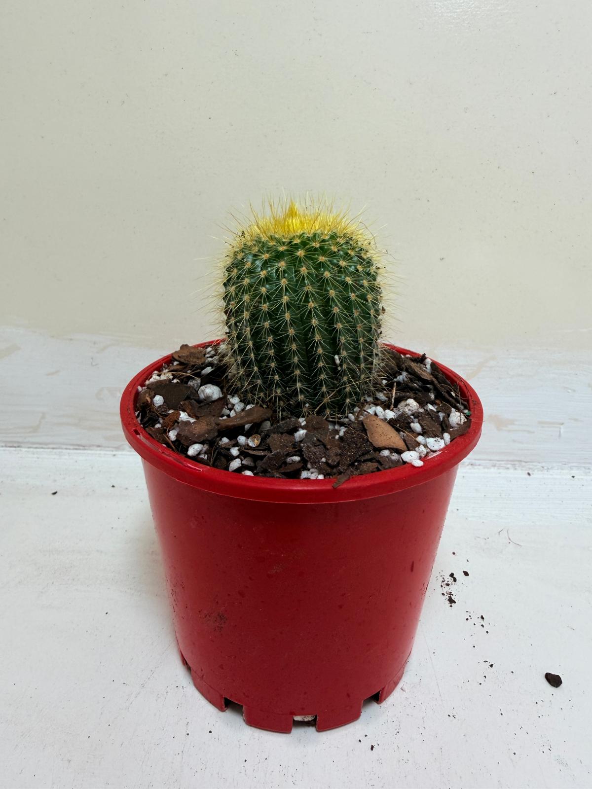 Cacti- Parodia 'Golden Ball Cactus' My Store