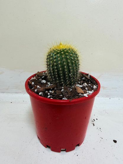 Cacti- Parodia 'Golden Ball Cactus' My Store