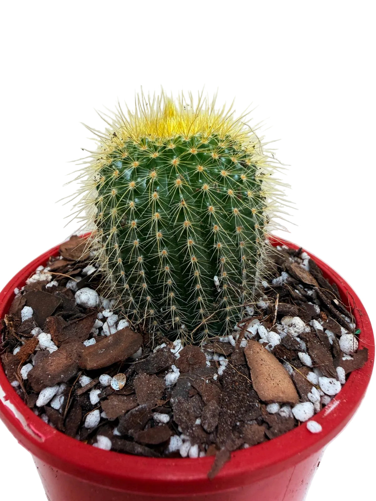 Cacti- Parodia 'Golden Ball Cactus' My Store