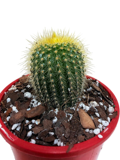 Cacti- Parodia 'Golden Ball Cactus' My Store