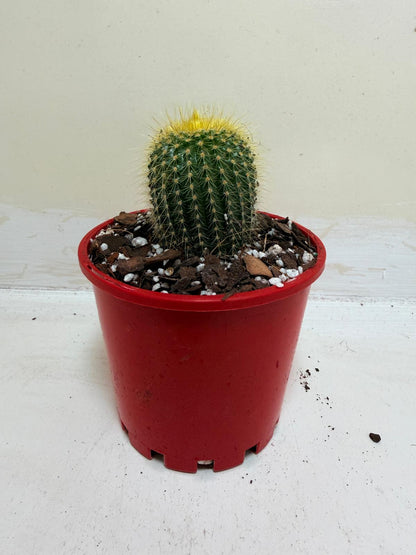 Cacti- Parodia 'Golden Ball Cactus' My Store