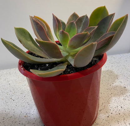 Compact Graptoveria Jules rosette growing in a pot