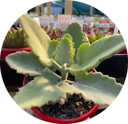 Kalanchoe 'Oak Leaf' (Dwarf Velvet Plant)