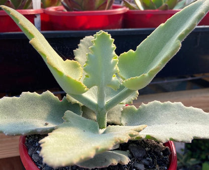 Kalanchoe 'Oak Leaf' (Dwarf Velvet Plant)