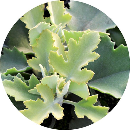 Kalanchoe 'Oak Leaf' (Dwarf Velvet Plant)