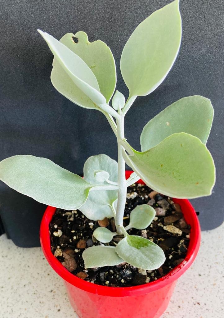 Kalanchoe bracteata with soft silver coloured foliage