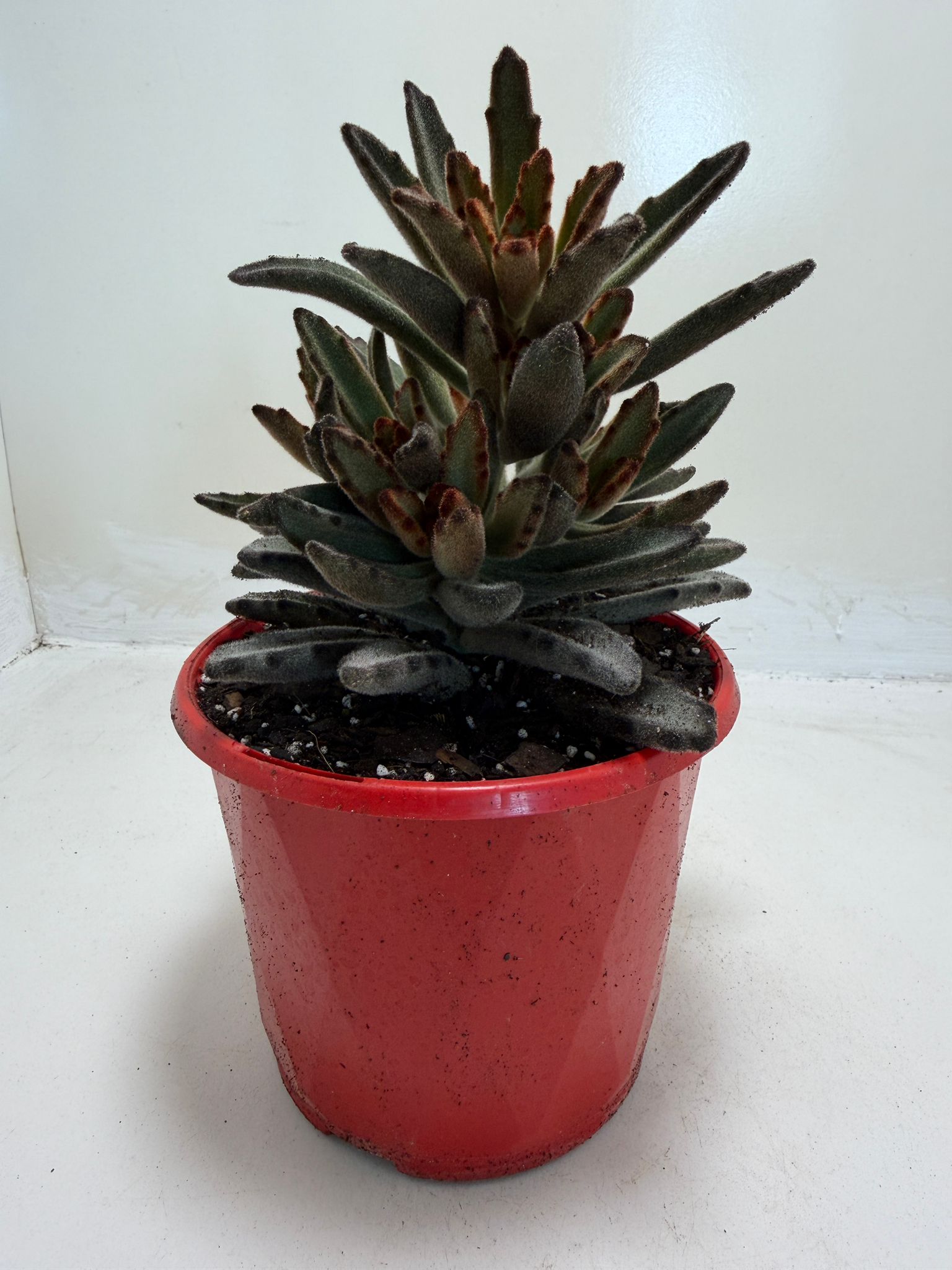 Kalanchoe tomentosa Chocolate Soldier succulent