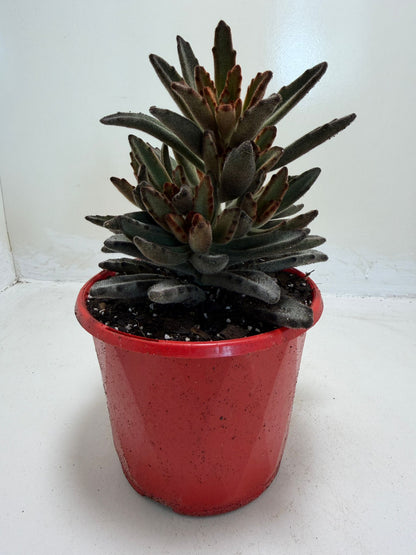 Kalanchoe tomentosa Chocolate Soldier succulent
