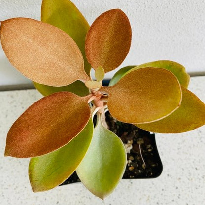 Cluster of Kalanchoe Copper Spoons Orgyalis succulent plants with copper-toned velvety leaves