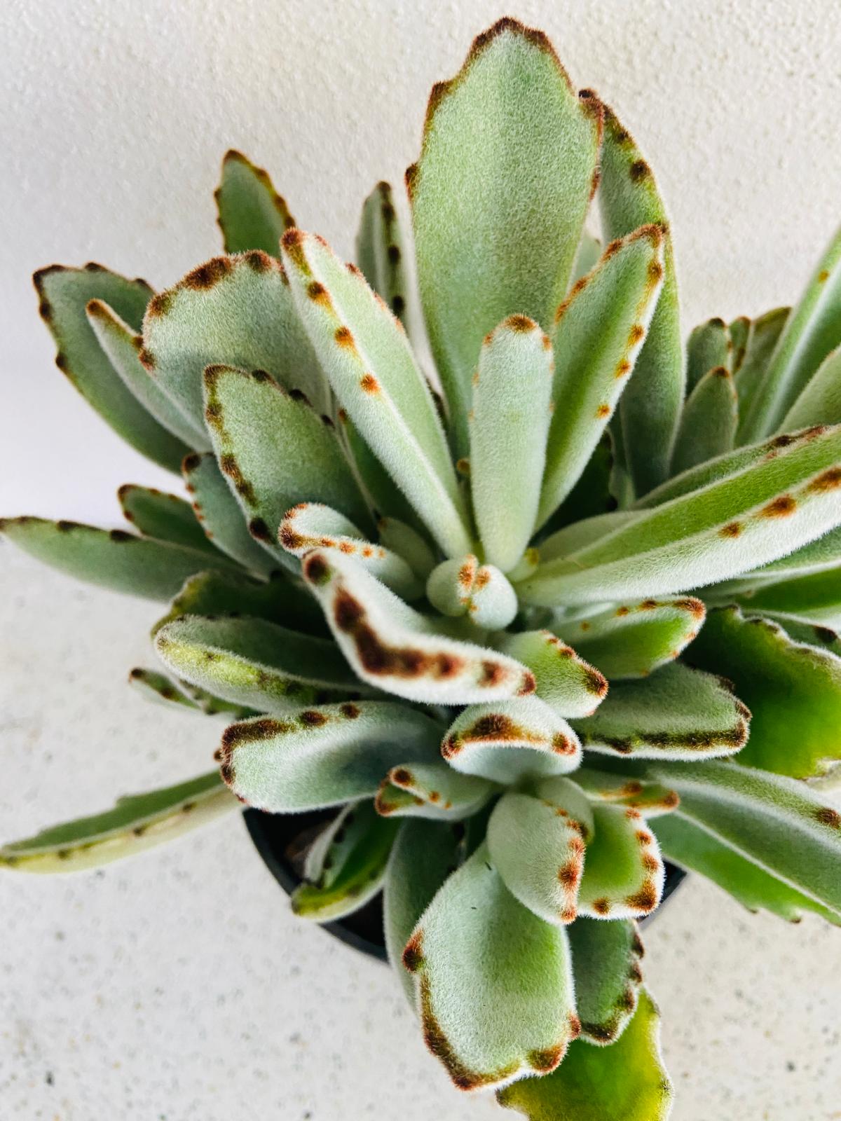Kalanchoe ‘Dorothy Brown’ in 190mm pot