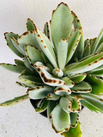 Kalanchoe ‘Dorothy Brown’ in 190mm pot