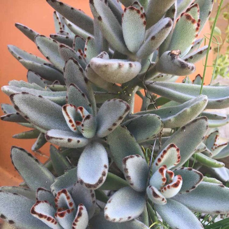 Kalanchoe ‘Dorothy Brown’ fuzzy leaves