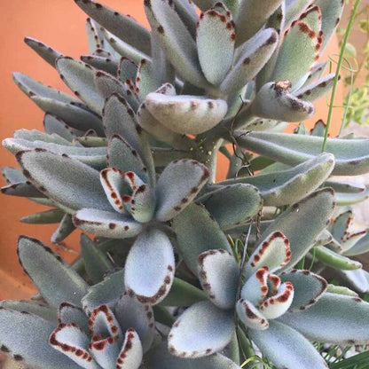 Kalanchoe ‘Dorothy Brown’ fuzzy leaves