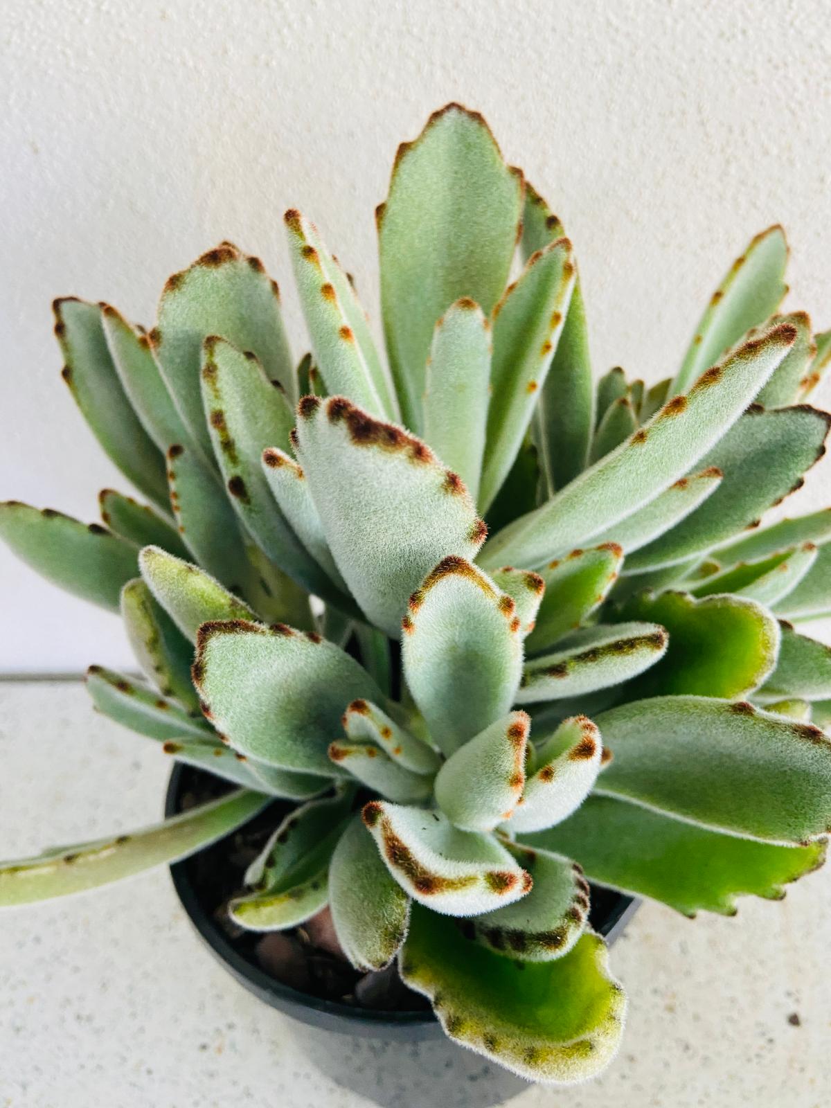 Kalanchoe ‘Dorothy Brown’ succulent Australia