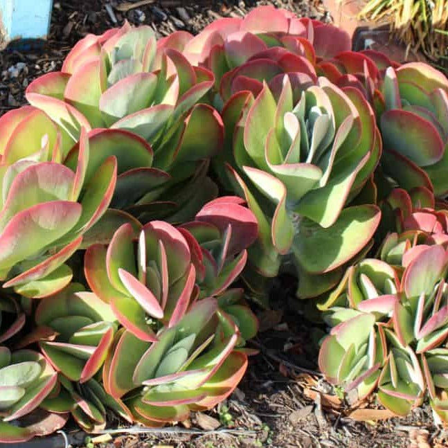 Kalanchoe Flapjack Paddle Plant growing in an 80mm nursery pot