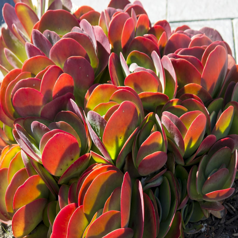 Kalanchoe Flapjack Paddle Plant with thick leaves and red coloured edges