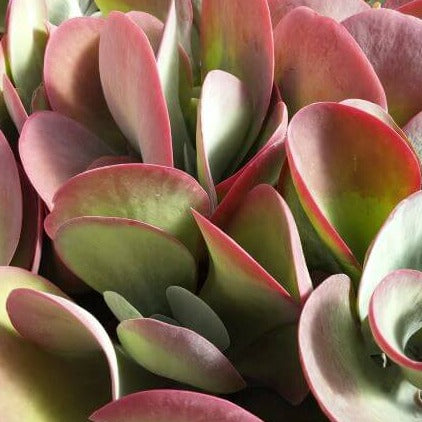 Kalanchoe Flapjack succulent showing red and pink leaf margins in bright light