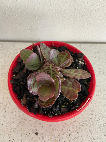 Kalanchoe humilis plant supplied in a 130mm nursery pot