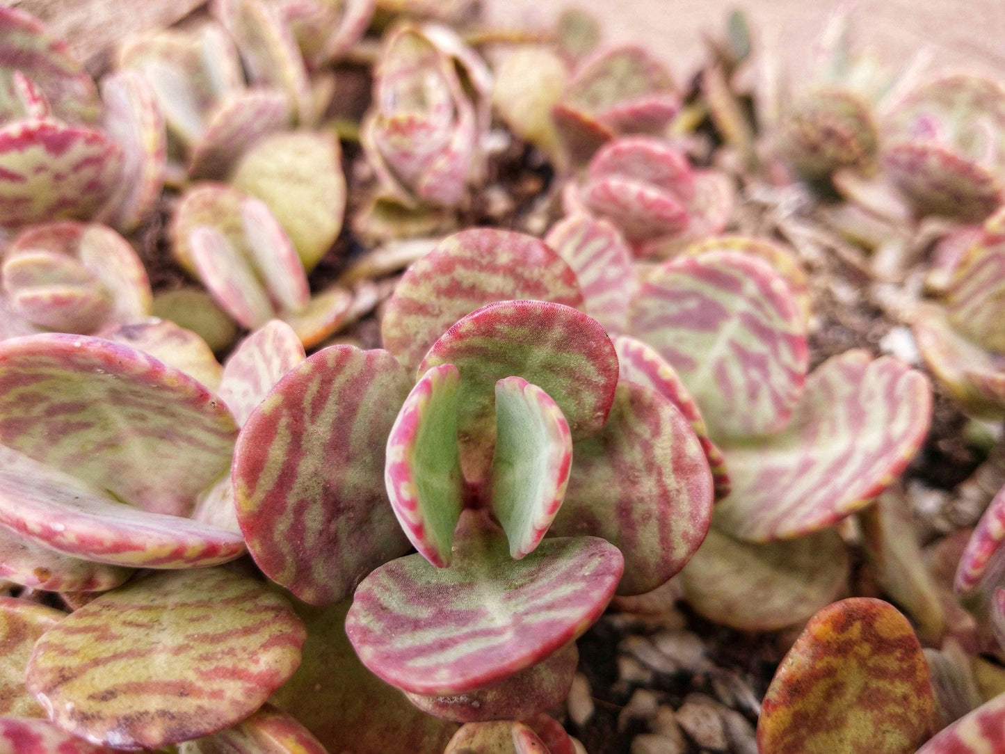 Kalanchoe humilis Desert Surprise with patterned foliage