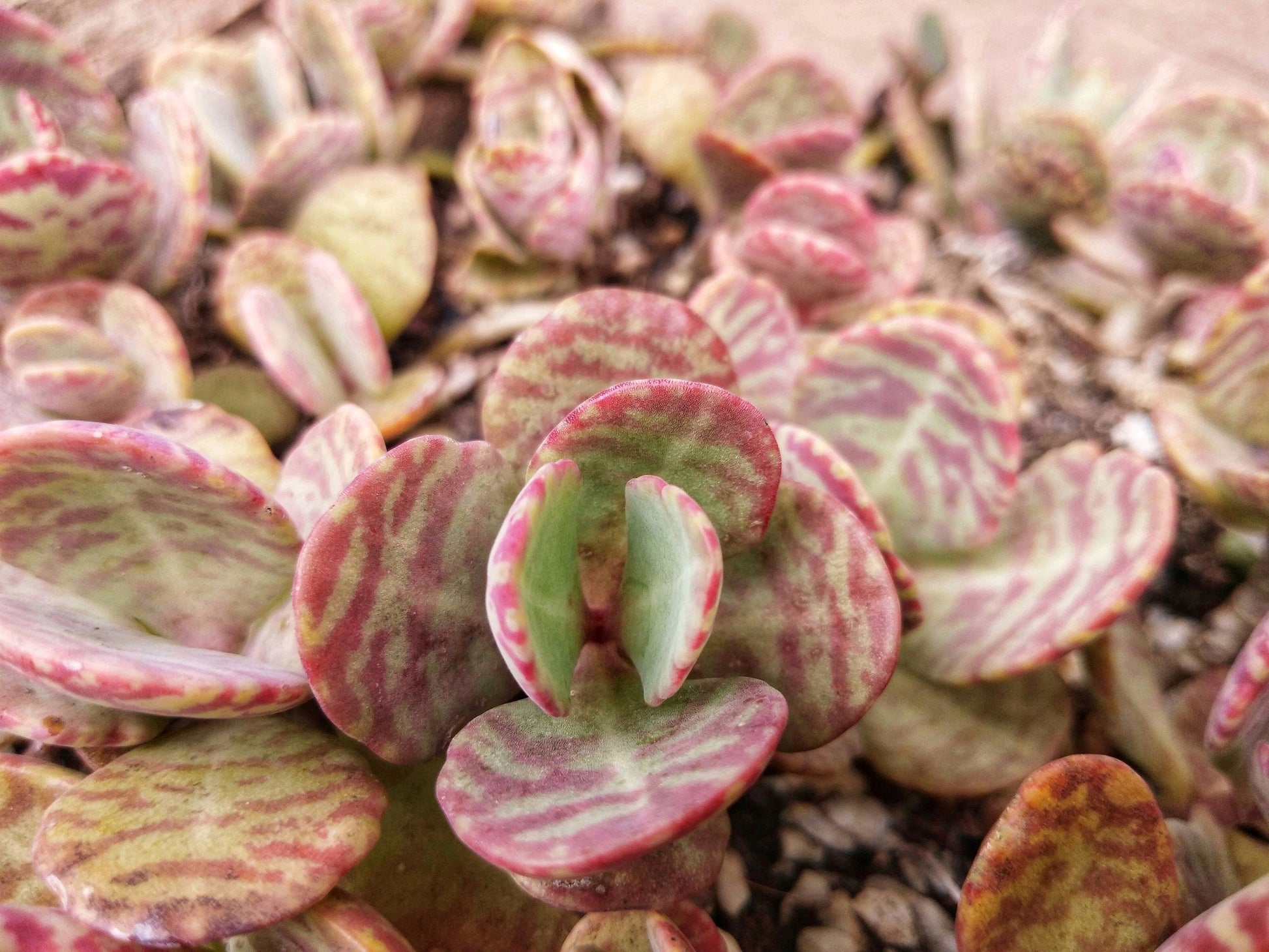 Kalanchoe humilis Desert Surprise with patterned foliage