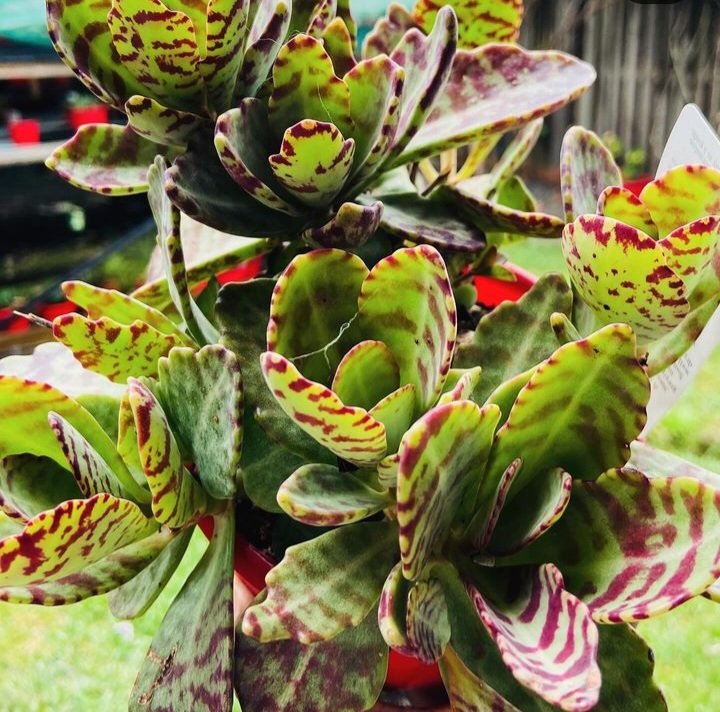 Kalanchoe humilis succulent with green leaves and purple markings