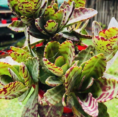 Kalanchoe humilis succulent with green leaves and purple markings