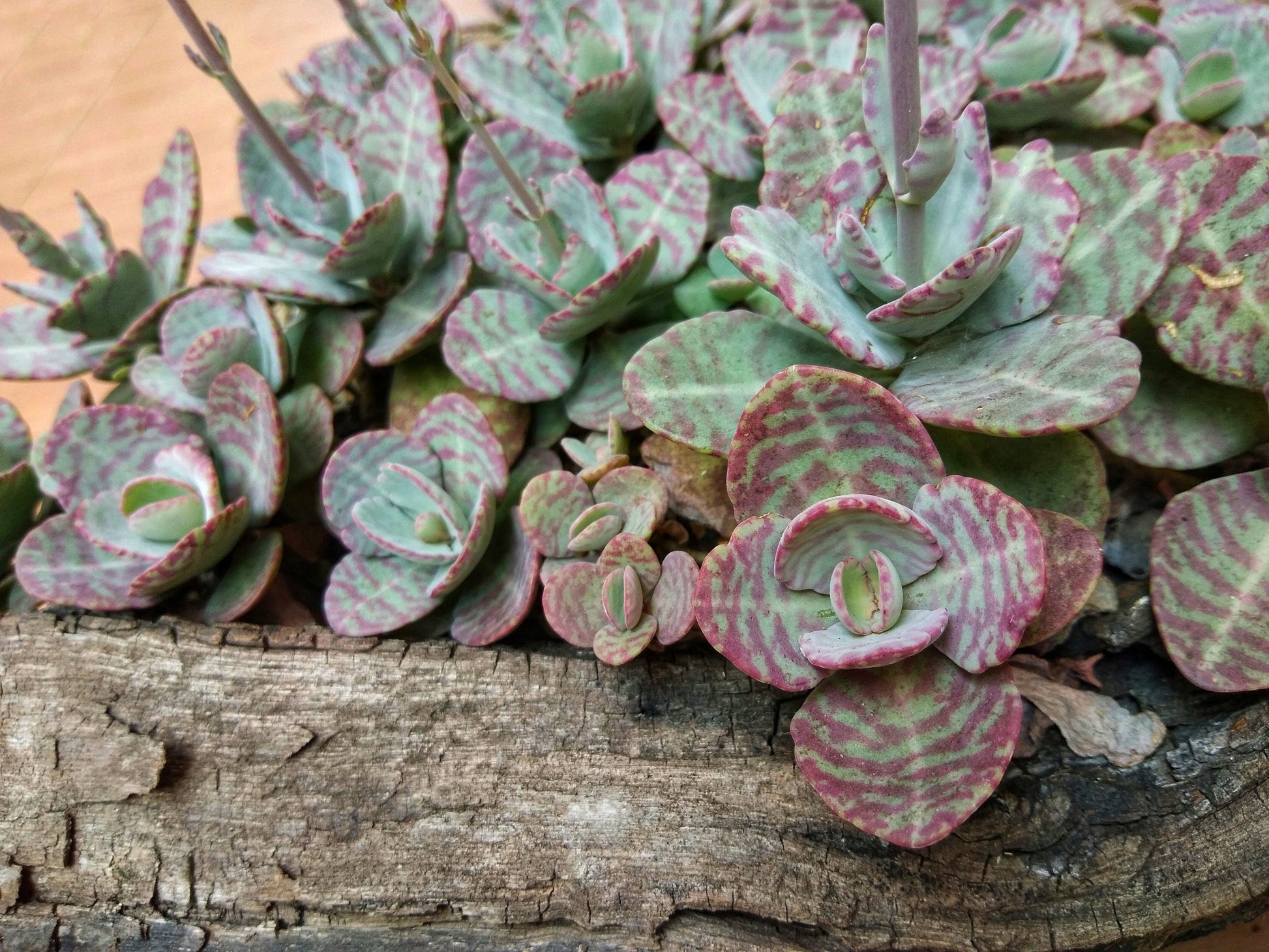 Close-up of Kalanchoe humilis leaves with maroon streaks