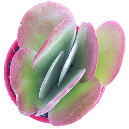 Kalanchoe luciae Flapjack succulent with compact rosette growth