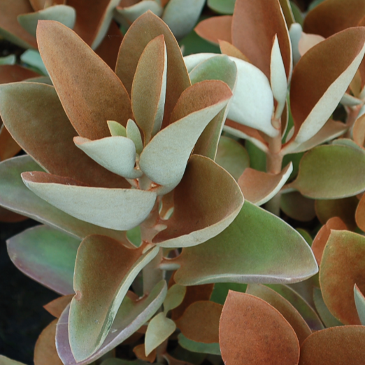 Kalanchoe orgyalis Copper Spoons plant with warm copper-toned leaves