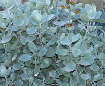 Kalanchoe Silver Spoons succulent with silver-blue paddle leaves