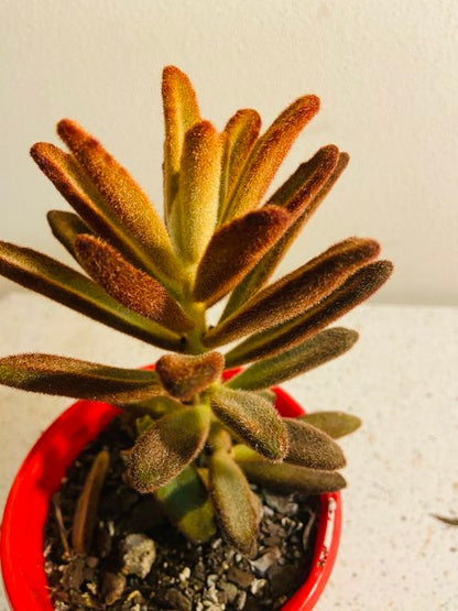 Kalanchoe tomentosa in 130mm red pot