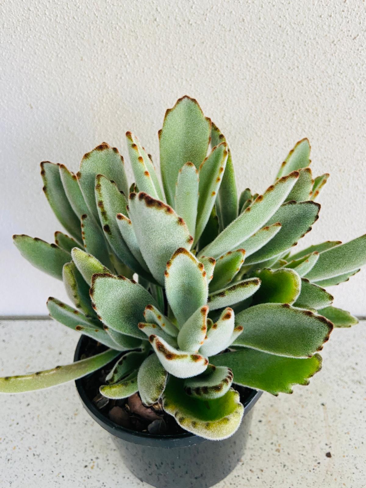 Kalanchoe tomentosa ‘Dorothy Brown’ succulent plant
