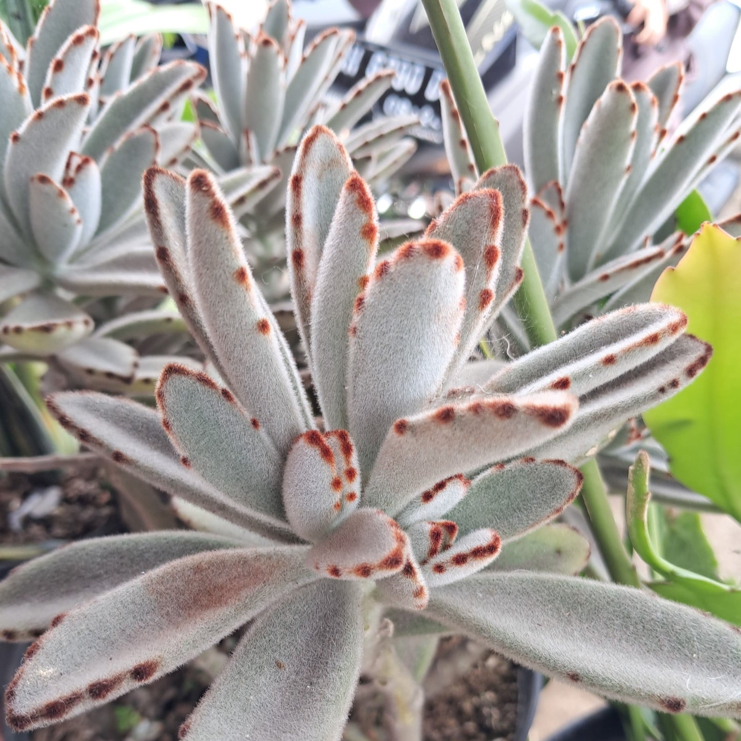 Kalanchoe tomentosa ‘Dorothy Brown’ fuzzy succulent