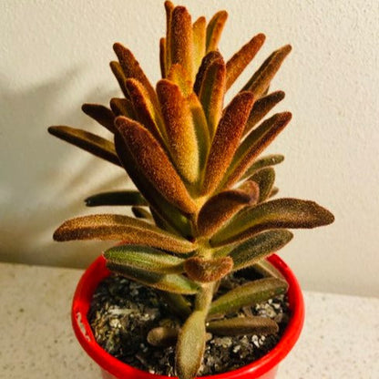 Kalanchoe tomentosa Panda Plant with fuzzy leaves