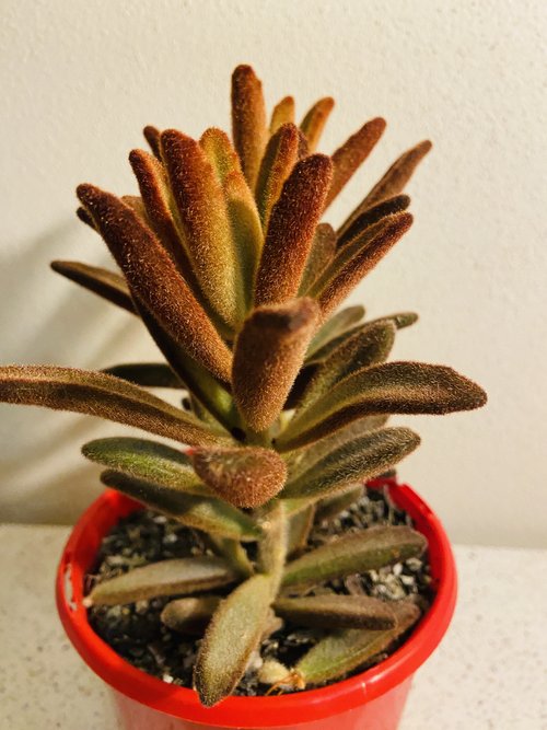 Kalanchoe tomentosa succulent plant