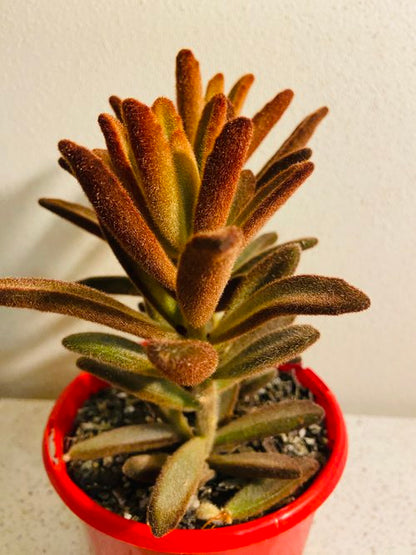 Kalanchoe tomentosa succulent plant
