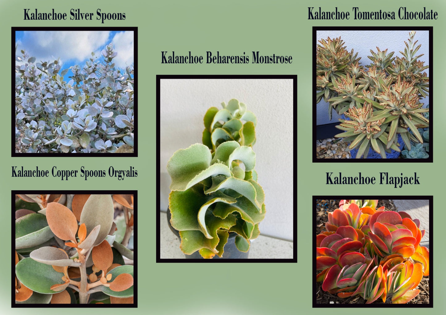 Kalanchoe Buster Pack